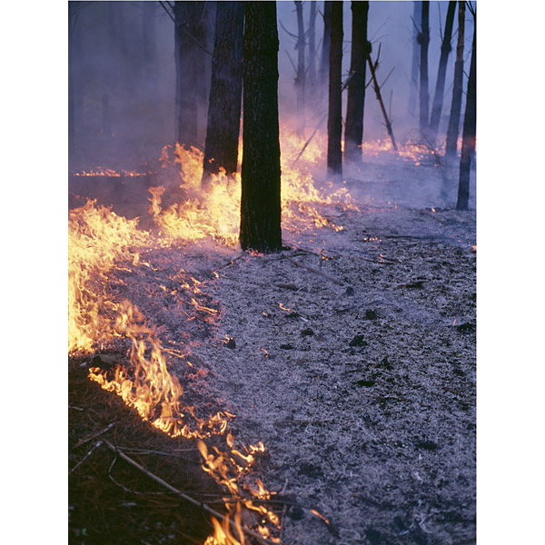 Christopher Young - What I Am